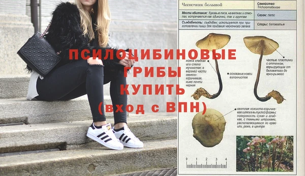 прущие грибы Богданович